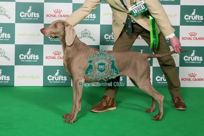 Framed Print : Weimaraner BOB