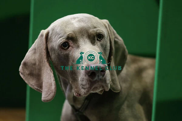 Weimaraner, called Parker, today (Thursday 09. 03. 2023) at Crufts 2023. Weimaraner, called Parker, today (Thursday 09. 03. 2023) at Crufts 2023