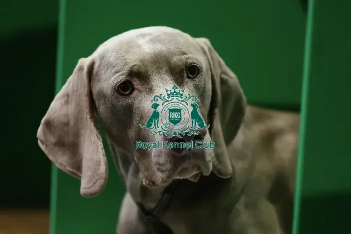 Framed Print : Weimaraner, called Parker, today (Thursday 09. 03. 2023) at Crufts 2023. Weimaraner, called Parker, today (Thursday 09. 03. 2023) at Crufts 2023 Framed Print : Weimaraner, called Parker, today (Thursday 09. 03. 2023) at Crufts 2023. Weimaraner, called Parker, today (Thursday 09. 03. 2023) at Crufts 2023