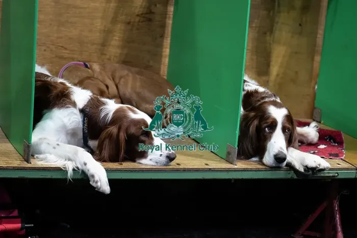 Framed Print : Welsh Springer spaniel waiting to show Framed Print : Welsh Springer spaniel waiting to show