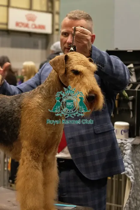 Framed Print : Welsh Terrier