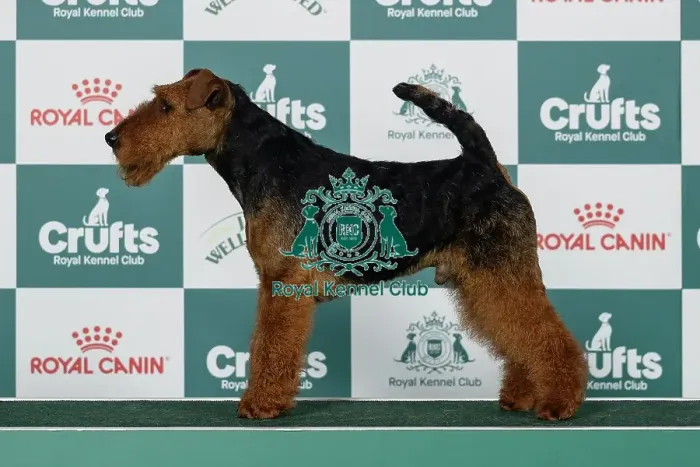 Framed Print : Welsh Terrier Best of Breed Crufts 2026 Framed Print : Welsh Terrier Best of Breed Crufts 2026