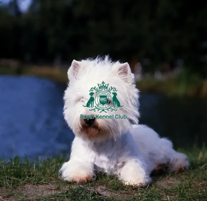 Framed Print : West Highland White Terrier Framed Print : West Highland White Terrier
