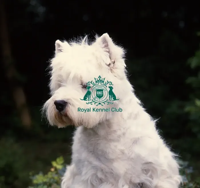 Framed Print : West Highland White Terrier Framed Print : West Highland White Terrier