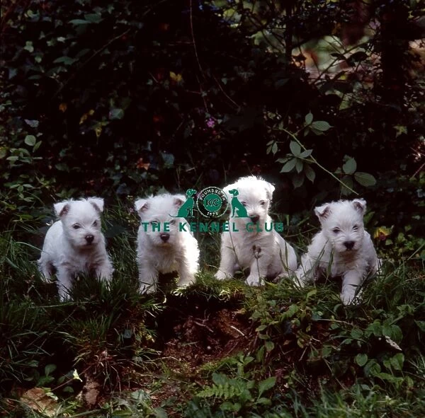 west highland white terrier puppies