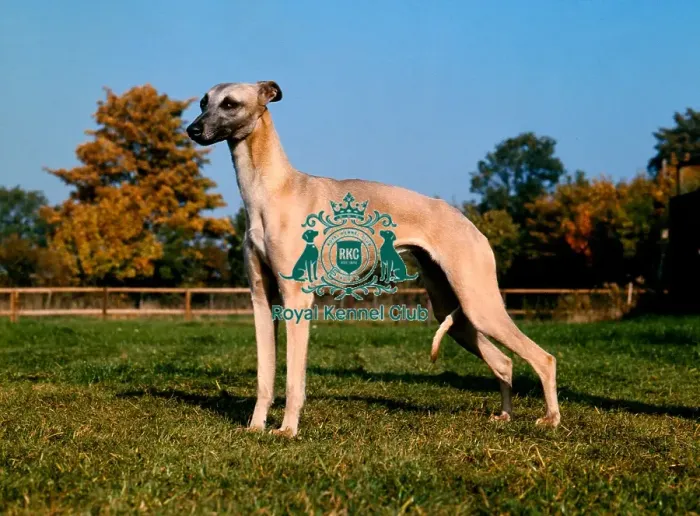 Framed Print : Whippet