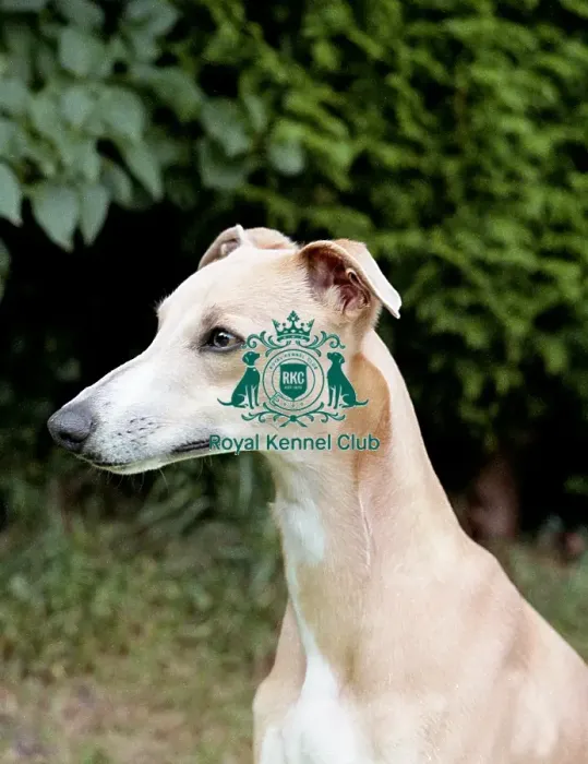 Framed Print : Whippet Framed Print : Whippet