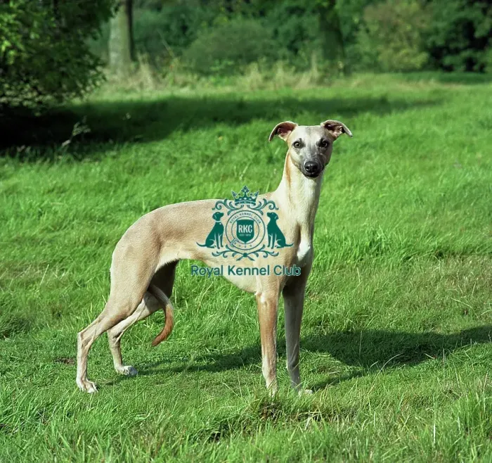 Framed Print : Whippet Framed Print : Whippet