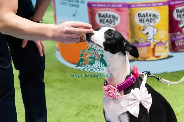 Framed Print : A Whippet Getting A Treat From A Stall Owner Framed Print : A Whippet Getting A Treat From A Stall Owner