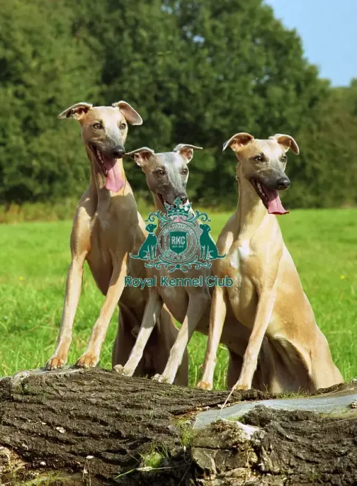 Framed Print : Whippets Framed Print : Whippets
