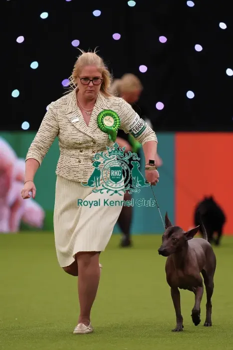 Framed Print : Whitney Meeks from Indiana, USA, with Itzia, a Xoloitzcuintle (Mexican Hairless) (Standard), which was the Best of Breed winner today (Sunday 12. 03. 23), the last day of Crufts 2023, at the NEC Birmingham Framed Print : Whitney Meeks from Indiana, USA, with Itzia, a Xoloitzcuintle (Mexican Hairless) (Standard), which was the Best of Breed winner today (Sunday 12. 03. 23), the last day of Crufts 2023, at the NEC Birmingham