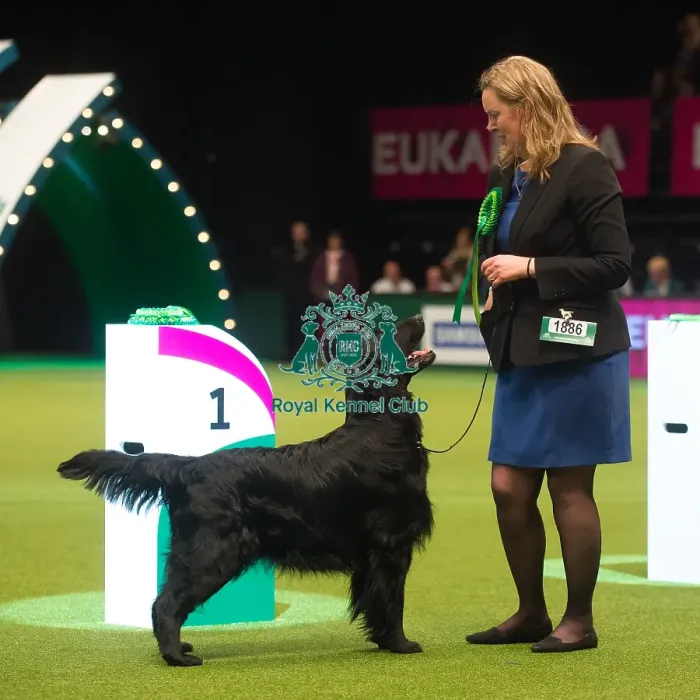 Framed Print : Winner Gundog Group Miss a Dyrtn with Seu(U)Ch  /  Nouch Castlerock Simply Magic Fiv-12