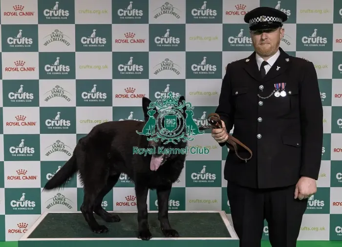 Framed Print : Winner of the Police Dog Team Operational & humanitarian Action of the Year Award Toby Spires with Tsar today