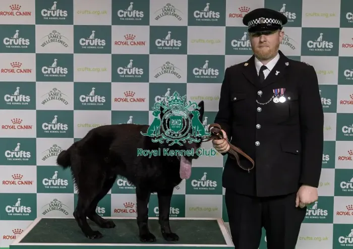 Framed Print : Winner of the Police Dog Team Operational & humanitarian Action of the Year Award Toby Spires with Tsar today