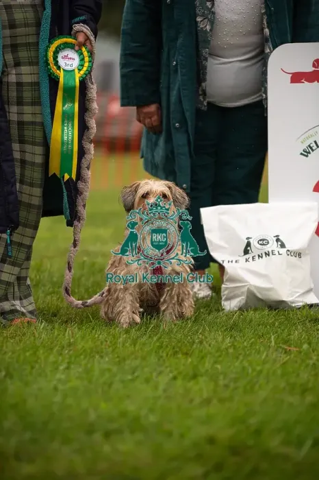 Framed Print : Winners_at_Scruffts_All_About_Dogs_Cornwall