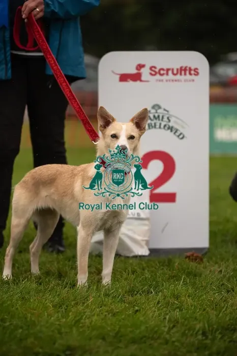 Framed Print : Winners_at_Scruffts_All_About_Dogs_Cornwall Framed Print : Winners_at_Scruffts_All_About_Dogs_Cornwall