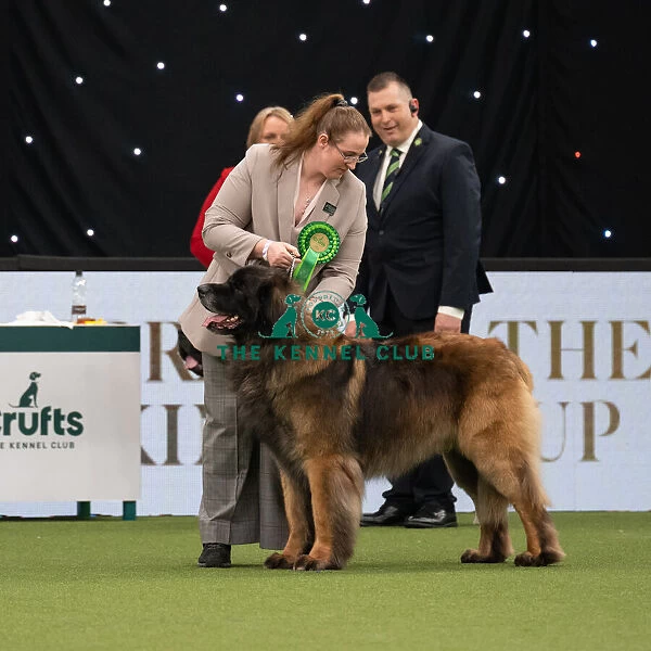 Working Group Judging Crufts 2022