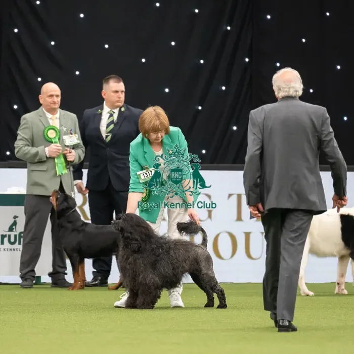 Framed Print : Working Group Judging Crufts 2022