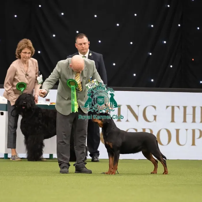 Framed Print : Working Group Judging Crufts 2022 Framed Print : Working Group Judging Crufts 2022