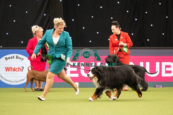 Working Group Judging Crufts 2022