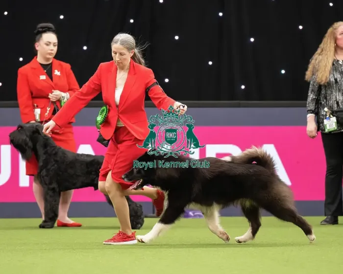 Framed Print : Working Group Judging Crufts 2022 Framed Print : Working Group Judging Crufts 2022
