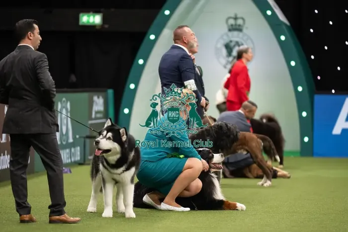 Framed Print : Working Group Judging Crufts 2022 Framed Print : Working Group Judging Crufts 2022