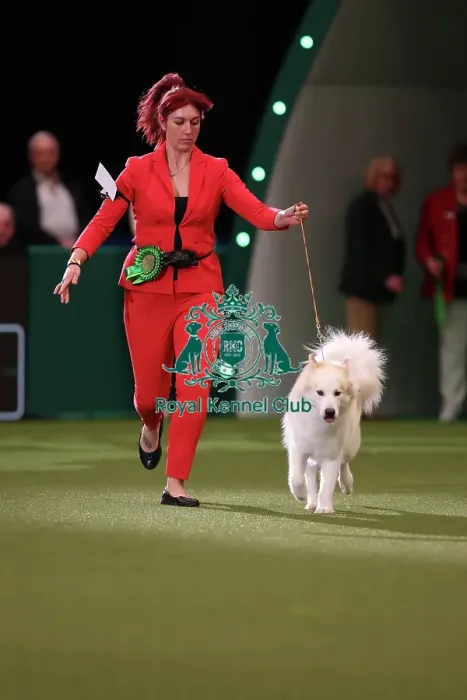 Framed Print : Yasmin Needham from Leicestershire with Nova, a Canadian Eskimo Dog, which was the Best of Breed winner today (Friday 10. 03. 23), the second day of Crufts 2023, at the NEC Birmingham