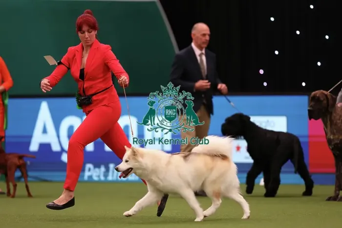 Framed Print : Yasmin Needham from Leicestershire with Nova, a Canadian Eskimo Dog, which was the Best of Breed winner today (Friday 10. 03. 23), the second day of Crufts 2023, at the NEC Birmingham