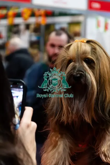Framed Print : A Yorkshire Terrier at Discover Dogs