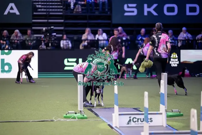 Framed Print : YRKC Flyball Final Framed Print : YRKC Flyball Final