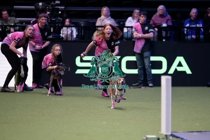 Framed Print : YRKC Flyball Final Framed Print : YRKC Flyball Final