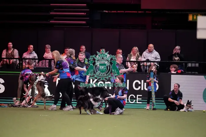 Framed Print : YRKC Flyball Final Framed Print : YRKC Flyball Final