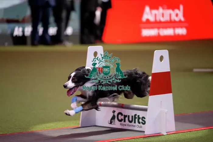 Framed Print : YRKC Flyball Final Framed Print : YRKC Flyball Final