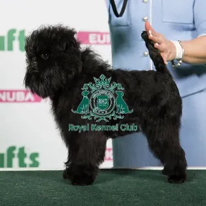 2018 Best of Breed Affenpinscher 2018 Best of Breed Affenpinscher