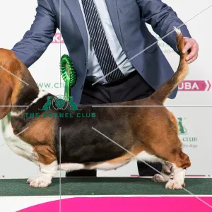 2018 Best of Breed Basset Hound