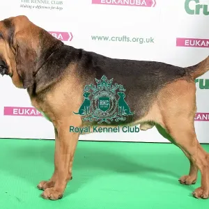 2018 Best of Breed Bloodhound 2018 Best of Breed Bloodhound