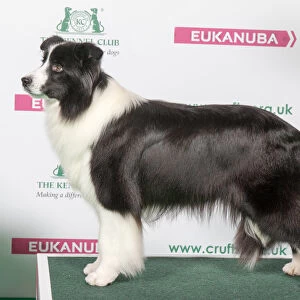 2018 Best of Breed Border Collie
