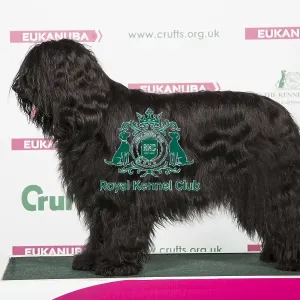 2018 Best of Breed Briard 2018 Best of Breed Briard