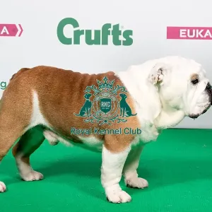 Buy bulldog crufts 2019 Clearance