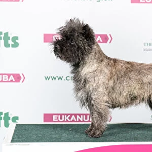 2018 Best of Breed Cairn Terrier