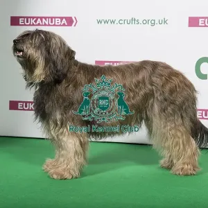 2018 Best of Breed Catalan Sheepdog 2018 Best of Breed Catalan Sheepdog