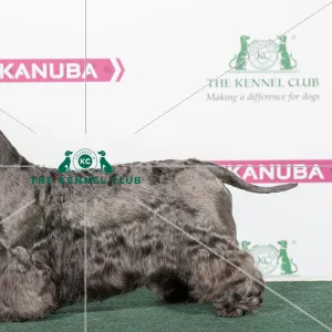 Janski hot sale cesky terriers