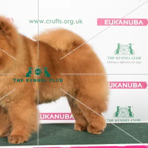 2018 Best of Breed Chow Chow