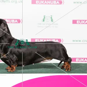 2018 Best of Breed Dachshund (Smooth Haired)