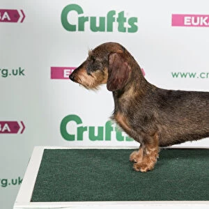 2018 Best of Breed Dachshunf (Miniture Wire Haired)