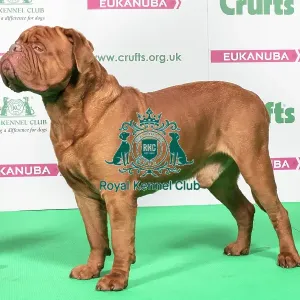 2018 Best of Breed Dogue De Bordeaux 2018 Best of Breed Dogue De Bordeaux