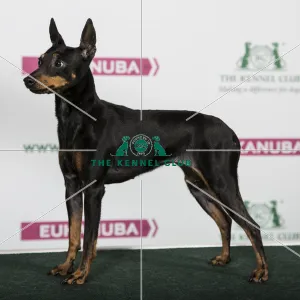 2018 Best of Breed English Toy Terrier (Black and Tan)