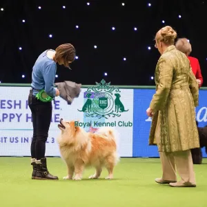 2018 Best of Breed FINNISH LAPPHUND 2018 Best of Breed FINNISH LAPPHUND