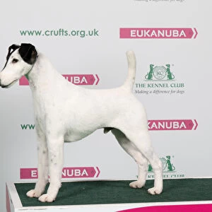 2018 Best of Breed Fox Terrier (Smooth)