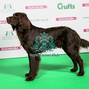 2018 Best of Breed GERMAN LONGHAIRED POINTER 2018 Best of Breed GERMAN LONGHAIRED POINTER